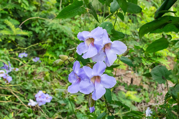 Laurel clockvine flower