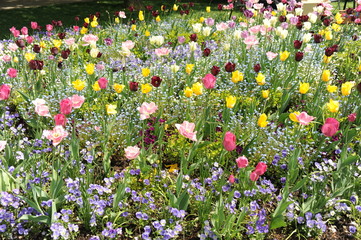 Prenzlau. Landesgartenschau 2013, Frühjahrsblüher