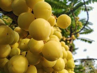 Gooseberry in the garden