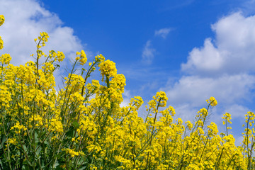 Obraz premium [花]菜の花畑と青空