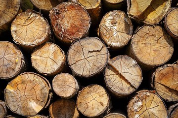 Holzstoß im Frühling