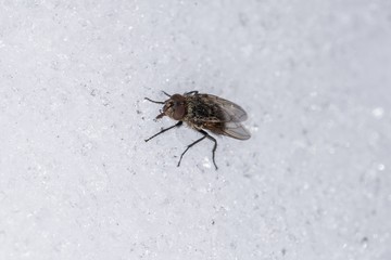Eine Stubenfliege trinkt Wasser im Winter von Eiskristallen, Deutschland