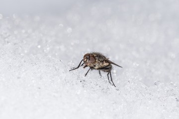Eine Stubenfliege trinkt Wasser im Winter von Eiskristallen, Deutschland