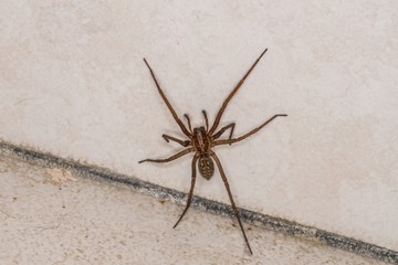 Riesige fette Spinne in einem Keller, Deutschland
