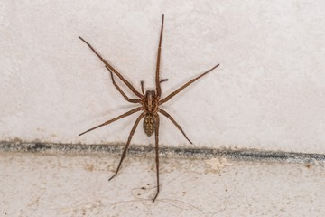 Riesige fette Spinne in einem Keller, Deutschland