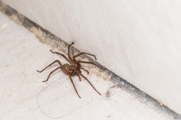 Riesige fette Spinne in einem Keller, Deutschland