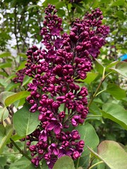 Obraz premium lilas lie-de-vin 