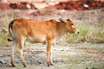 A red cow is standing on floor ground