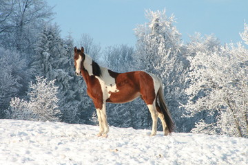 Horse