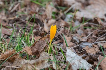Gelbe Krokus Blume mit geschlossener Blüte in einem Park im Frühling, Deutschland