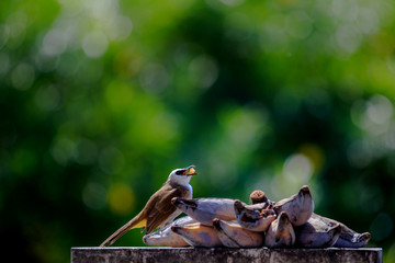 Yellow-vented Bulbul  is eating banana at fence