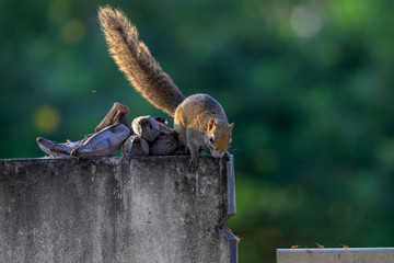 squirrel is eating banana on fence