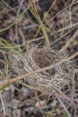 Verlassenes Vogelnest in einem Strauch im Frühling, Deutschland