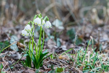 Weiße blühende Schneeglöckchen in einem Park im Frühling, Deutschland