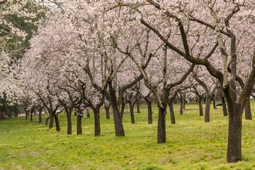 almond blossom in one of the parks of Madrid