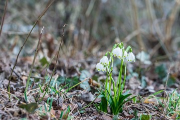 Weiße blühende Schneeglöckchen in einem Park im Frühling, Deutschland