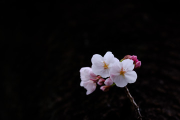 Fototapeta na wymiar 黒と桜