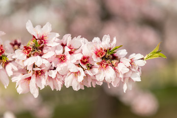 almond blossom in one of the parks of Madrid
