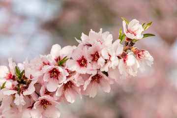 Obraz premium almond blossom in one of the parks of Madrid