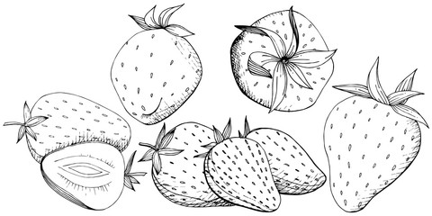 Vector Strawberry healthy food. Black and white engraved ink art. Isolated berry illustration element.