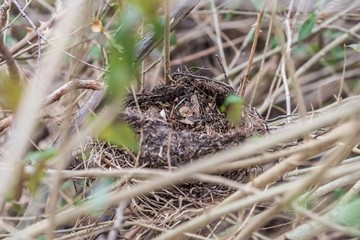Verlassenes Vogelnest in einem Strauch im Frühling, Deutschland