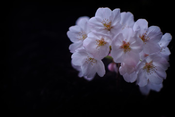 黒桜
