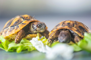 Hermann's tortoise - Testudo hermanni