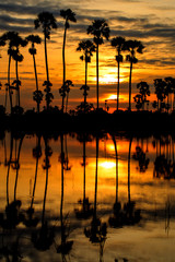 The sun is rising on sugar palm