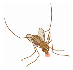 蚊　mosquito