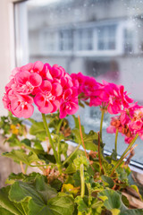Fototapeta premium closeup of pink geraniums in the window