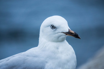 Obraz premium seagull on background of blue sky