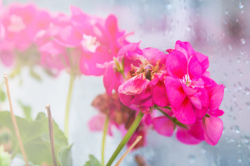 closeup of pink geraniums in the window