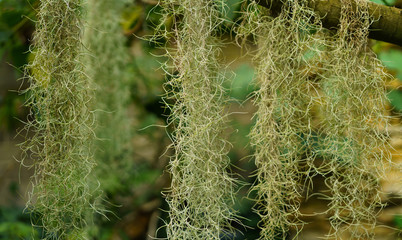 Green leaves texture. Fresh spring tropical leaves background