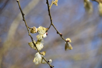 Weidenkätzchen mit Biene