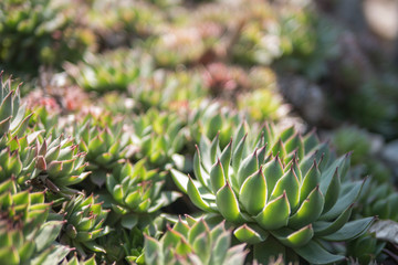 Obraz premium background of beautiful green succulents