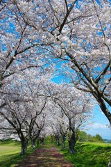 桜並木　桜のトンネル　青空と桜