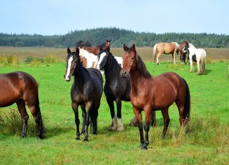 Naklejka na ściany i meble Horses on a meadow in Ireland.