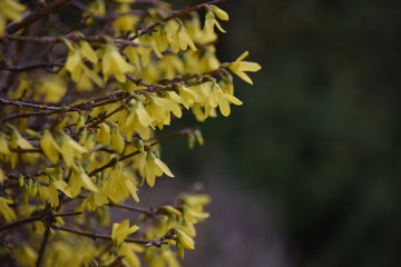 Forsythienzweige