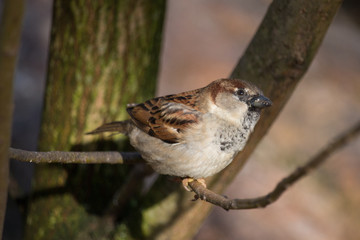 Spatz