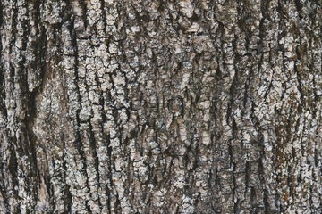 Fototapeta premium bark of a deciduous tree