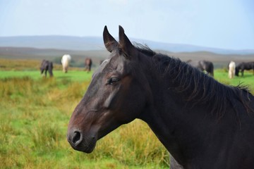 Portrait of a beautiful dark brown horse in Ireland.