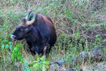 Indian Gaur at the kabini forest area