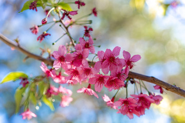 cherry tree blossoms in spring