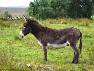 A donkey in Ireland.