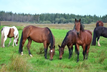 Obraz premium Horses on a meadow in Ireland.