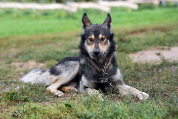 mixed breed shepherd dog posing outdoors in summer