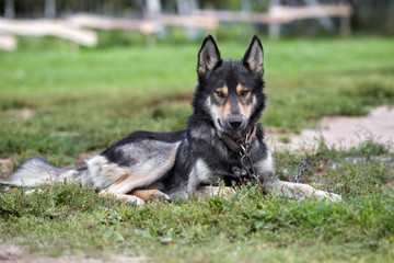 mixed breed shepherd dog posing outdoors in summer