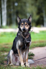mixed breed shepherd dog posing outdoors in summer