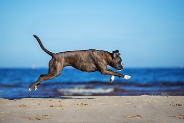 german boxer dog jumping on the beach
