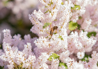 bee on white flowers of a tree in spring